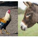 Ayam Jantan Bisa Melihat Malaikat, Keledai Bisa Melihat Syaithan