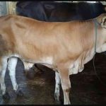Bolehkan Berqurban dengan Hewan Betina