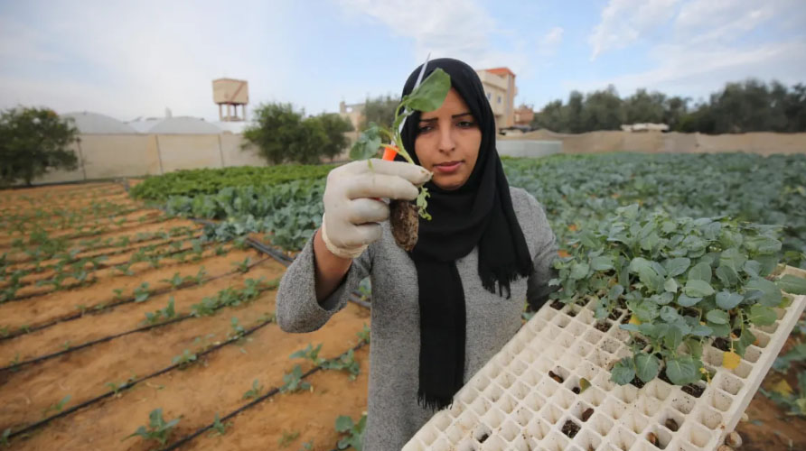 Sektor Pertanian Gaza Berkembang Meskipun Ada Agresi dan Blokade Israel